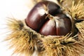 Chestnut - detail