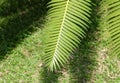 Chestnut Dioon Palm Decoration in The Garden
