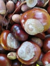 Chestnut and dried acorns background Royalty Free Stock Photo