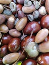 Chestnut and dried acorns background Royalty Free Stock Photo