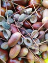 Chestnut and dried acorns background Royalty Free Stock Photo