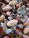 Chestnut and dried acorns background Royalty Free Stock Photo