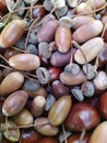 Chestnut and dried acorns background Royalty Free Stock Photo