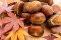 Chestnut and dried maple leave Royalty Free Stock Photo