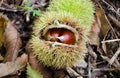 Chestnut on dry autumn leaves Royalty Free Stock Photo