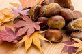 Chestnut and dry maple leave Royalty Free Stock Photo