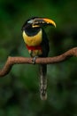 Chestnut-eared Aracari, Pteroglossus castanostis, yellow and black small toucan bird in the nature habitat. Exotic animal in tropi Royalty Free Stock Photo