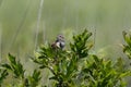 Chestnut-eared bunting on the branch of tree Royalty Free Stock Photo