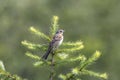 Chestnut-eared bunting on the branch of tree Royalty Free Stock Photo