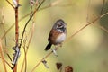 Chestnut-eared bunting