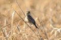 Chestnut-eared bunting on a dry grass Royalty Free Stock Photo