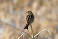 Chestnut-eared bunting on a dry grass Royalty Free Stock Photo