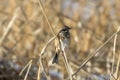 Chestnut-eared bunting on a dry grass Royalty Free Stock Photo