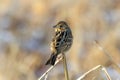 Chestnut-eared bunting on a dry grass Royalty Free Stock Photo