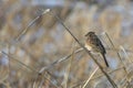 Chestnut-eared bunting on a dry grass Royalty Free Stock Photo