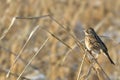 Chestnut-eared bunting on a dry grass Royalty Free Stock Photo