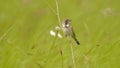 Chestnut-eared bunting Emberiza fucata - Khingan nature reserve