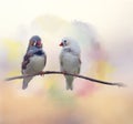 Pair of chestnut-eared finches watercolor