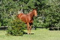 Chestnut ex-racehorse gelding in retirement Royalty Free Stock Photo