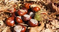 Chestnut and fall Royalty Free Stock Photo