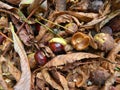 Chestnut is in the fallen yellow leaves. Royalty Free Stock Photo