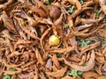 Chestnut is in the fallen yellow leaves. Royalty Free Stock Photo