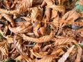 Chestnut is in the fallen yellow leaves. Royalty Free Stock Photo