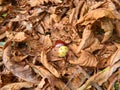 Chestnut is in the fallen yellow leaves. Royalty Free Stock Photo