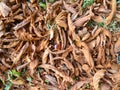 Chestnut is in the fallen yellow leaves. Royalty Free Stock Photo