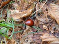 Chestnut is in the fallen yellow leaves. Royalty Free Stock Photo