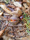 Chestnut is in the fallen yellow leaves. Royalty Free Stock Photo