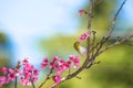 Chestnut-flanked white-eye bird Royalty Free Stock Photo