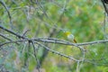 Chestnut-flanked White-eye Royalty Free Stock Photo