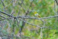 Chestnut-flanked White-eye Royalty Free Stock Photo