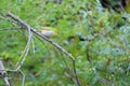 Chestnut-flanked White-eye Royalty Free Stock Photo