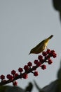 Chestnut-flanked White-eye is standing on the tree, eating. Royalty Free Stock Photo