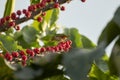 Chestnut-flanked White-eye is standing on the tree, eating. Royalty Free Stock Photo