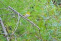 Chestnut-flanked White-eye Royalty Free Stock Photo