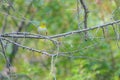 Chestnut-flanked White-eye Royalty Free Stock Photo