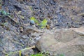 Chestnut-flanked White-eye Royalty Free Stock Photo