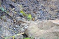 Chestnut-flanked White-eye Royalty Free Stock Photo