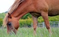 Chestnut Flaxen mane pony grazing closeup