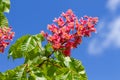 Chestnut flower bloomed in spring