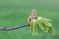 Chestnut flower buds