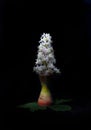 A chestnut flower in a candlestick, like a candle, on a black background Royalty Free Stock Photo