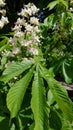 Chestnut flower Royalty Free Stock Photo