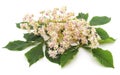 Chestnut flower with leaves.