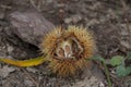 Chestnut flower open fruitless