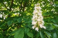 Chestnut flowers on a background of green foliage. flowering horse chestnut tree, Aesculus hippocastanum