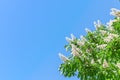 Chestnut flowers on a bright sunny day against the blue sky Royalty Free Stock Photo